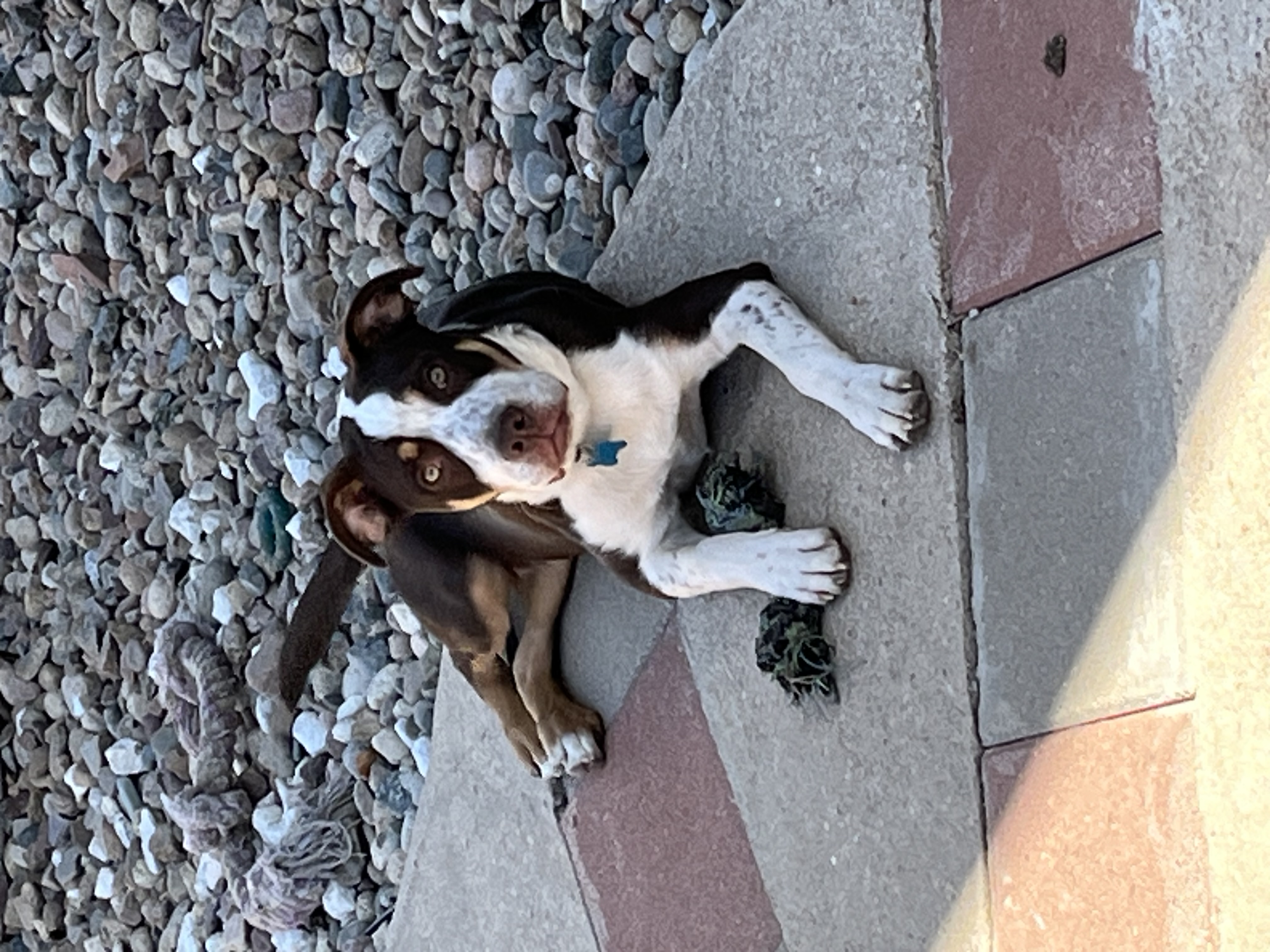 Oscar, an adoptable American Bulldog in Littleton, CO, 80127 | Photo Image 2