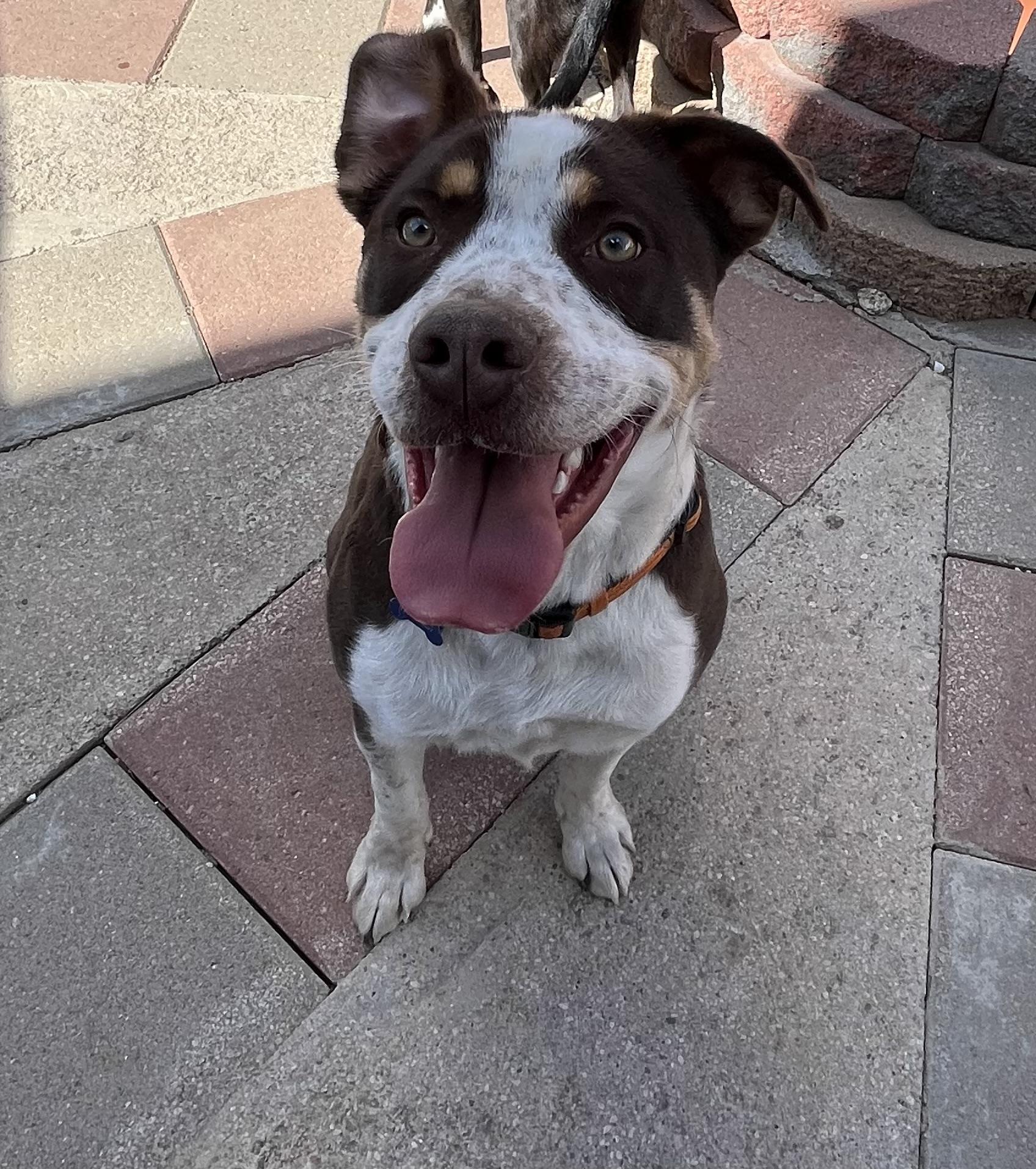 Oscar, an adoptable American Bulldog in Littleton, CO, 80127 | Photo Image 3