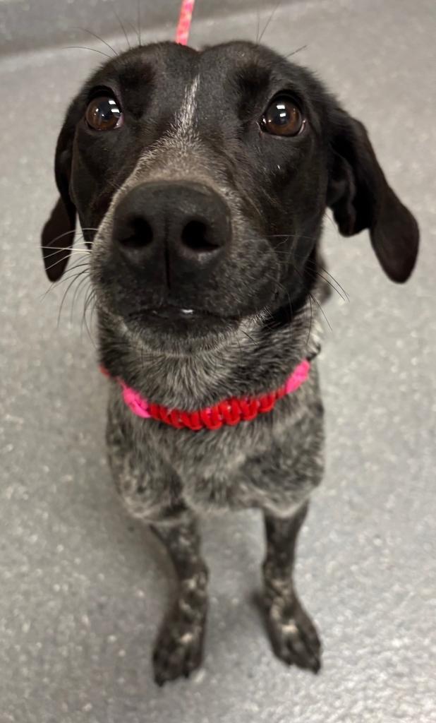 Enlarge Alice Pooper, a Adoptable mixed breed in Greenfield, IN image 1/1