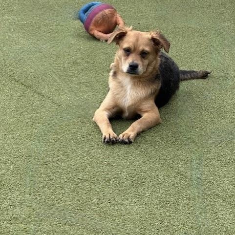 tavistock, Adoptable, Puppy Male Terrier.