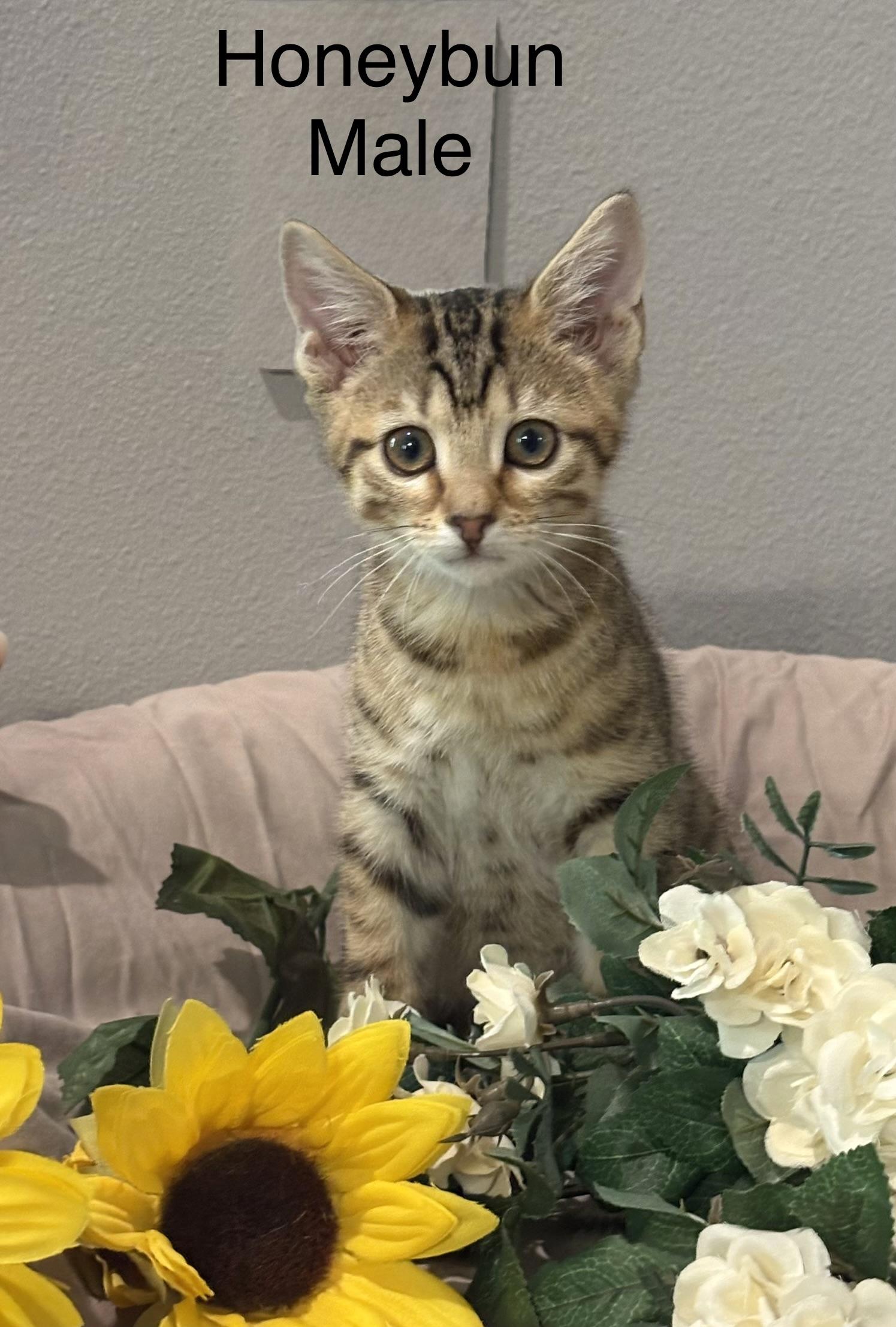 Honeybun, adopted, Kitten Male Domestic Short Hair & Tabby.