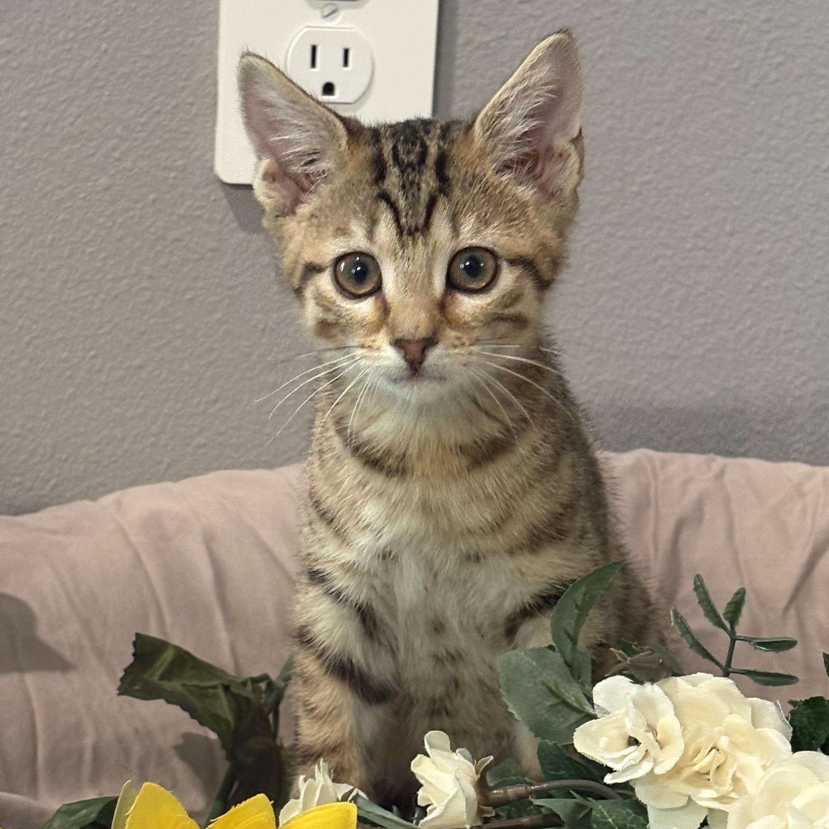 Enlarge Honeybun, an adopted mixed breed in Palm City, FL image 2/3