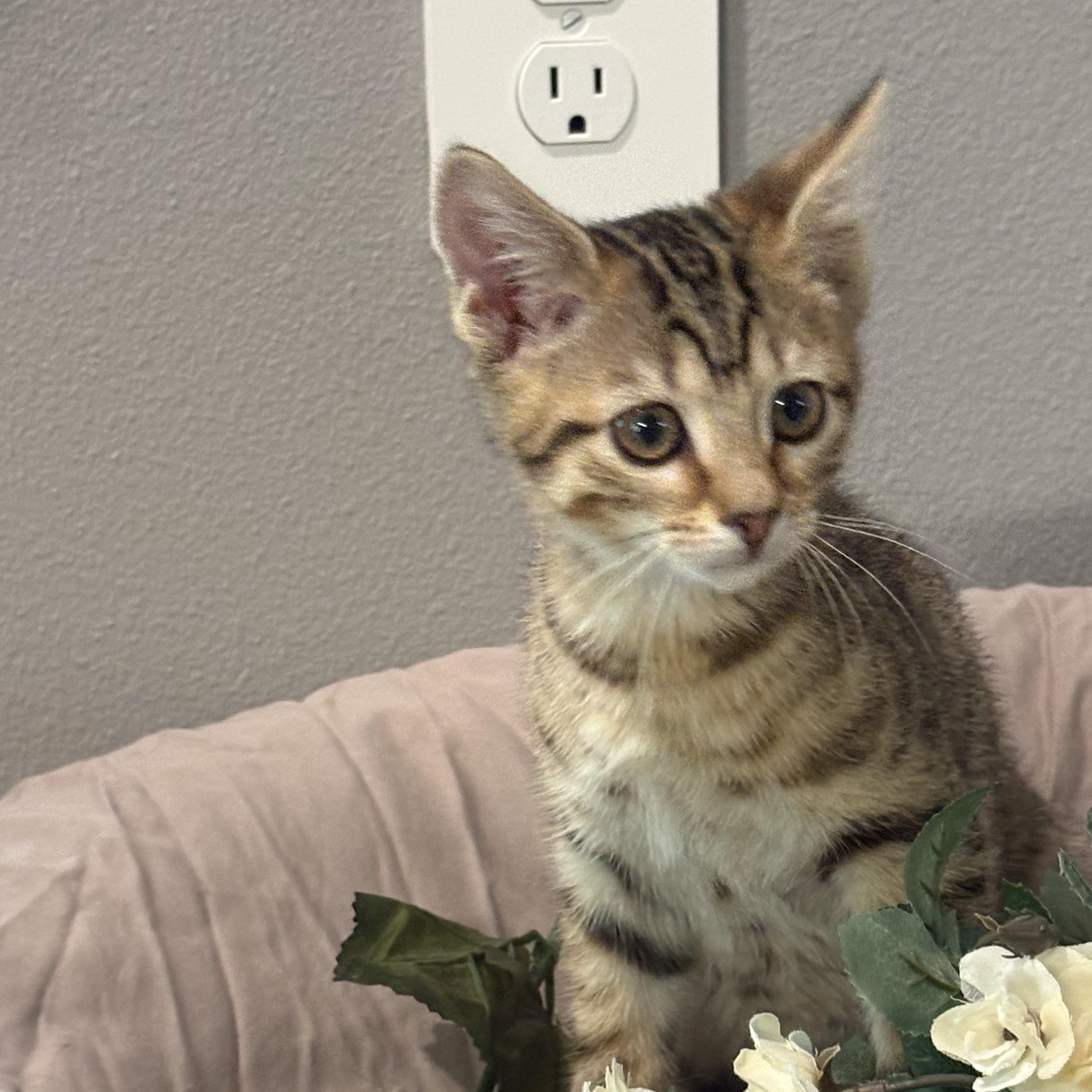 Enlarge Honeybun, an adopted mixed breed in Palm City, FL image 3/3