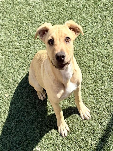 Enlarge DELILAH, a Adoptable mixed breed in Salinas, CA image 1/1