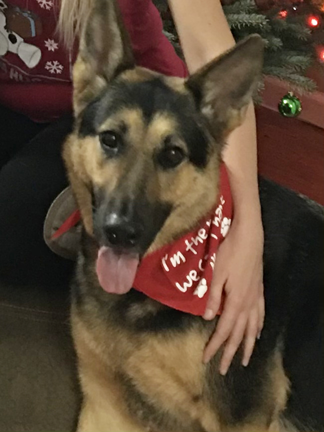 Enlarge Jasper, a Adoptable German Shepherd Dog in Millburn, NJ image 2/5