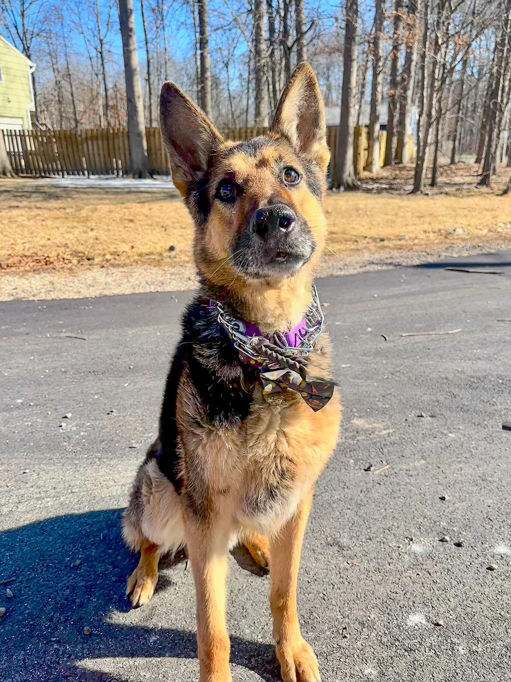 Jasper, Adoptable, Adult Male German Shepherd Dog.