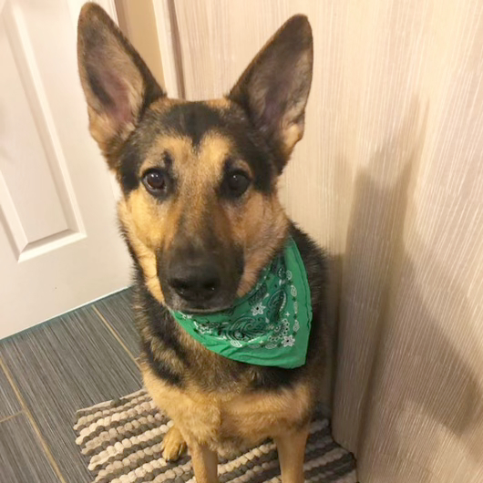 Enlarge Jasper, a Adoptable German Shepherd Dog in Millburn, NJ image 3/5