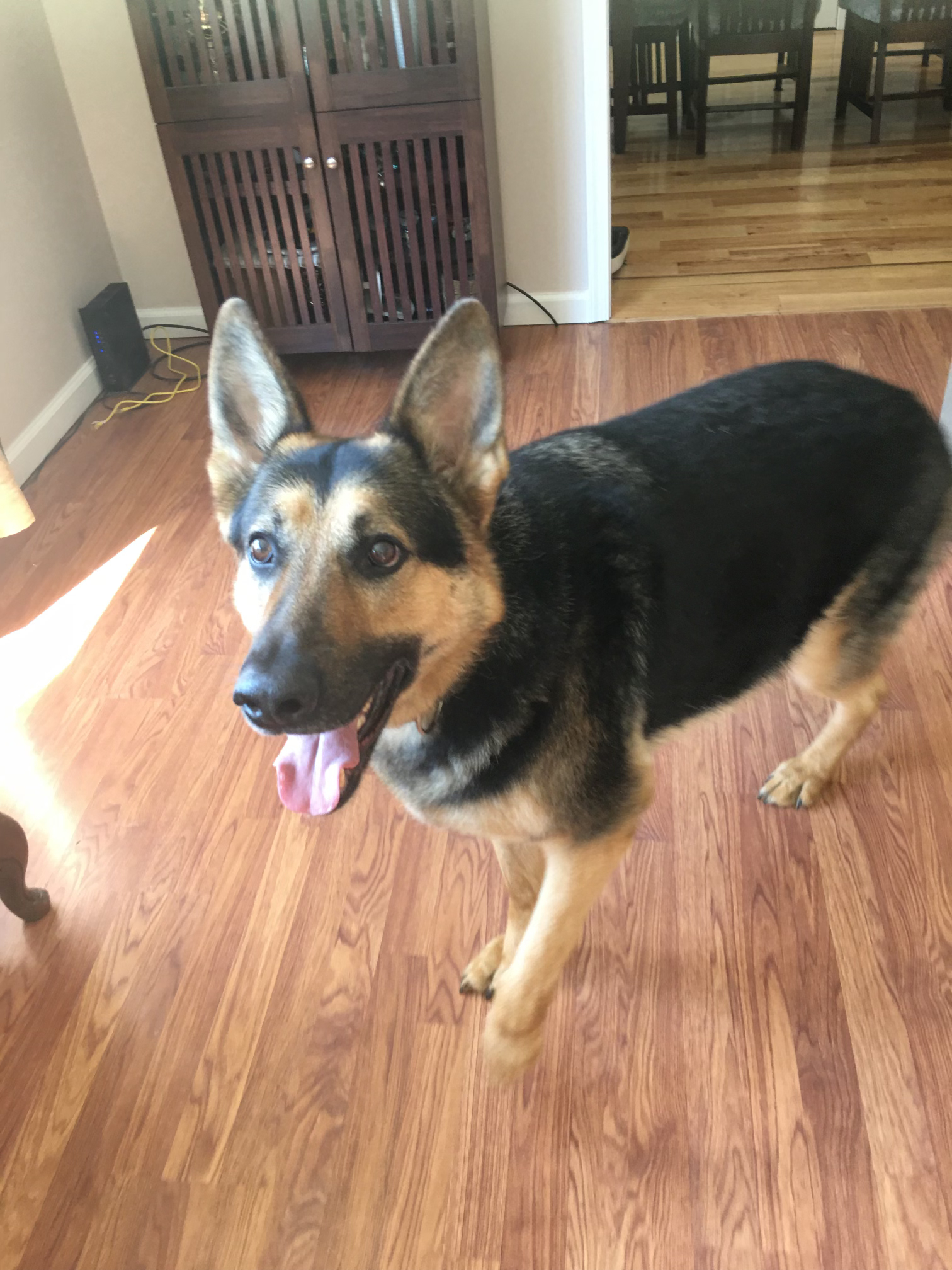 Enlarge Jasper, a Adoptable German Shepherd Dog in Millburn, NJ image 4/5