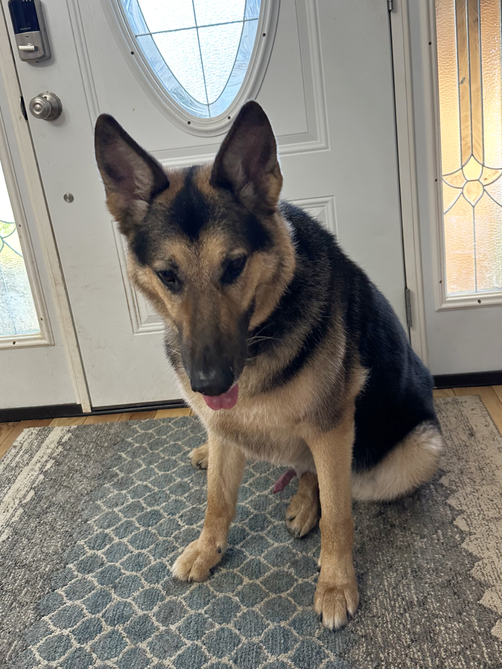 Enlarge Jasper, a Adoptable German Shepherd Dog in Millburn, NJ image 5/5