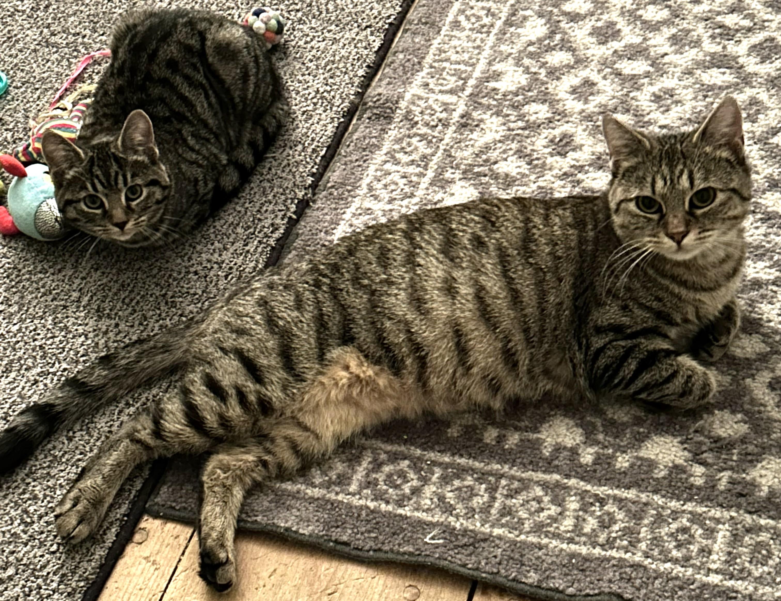 Enlarge Rachel and Rosie, a Adoptable American Shorthair in Bennington, VT image 1/1