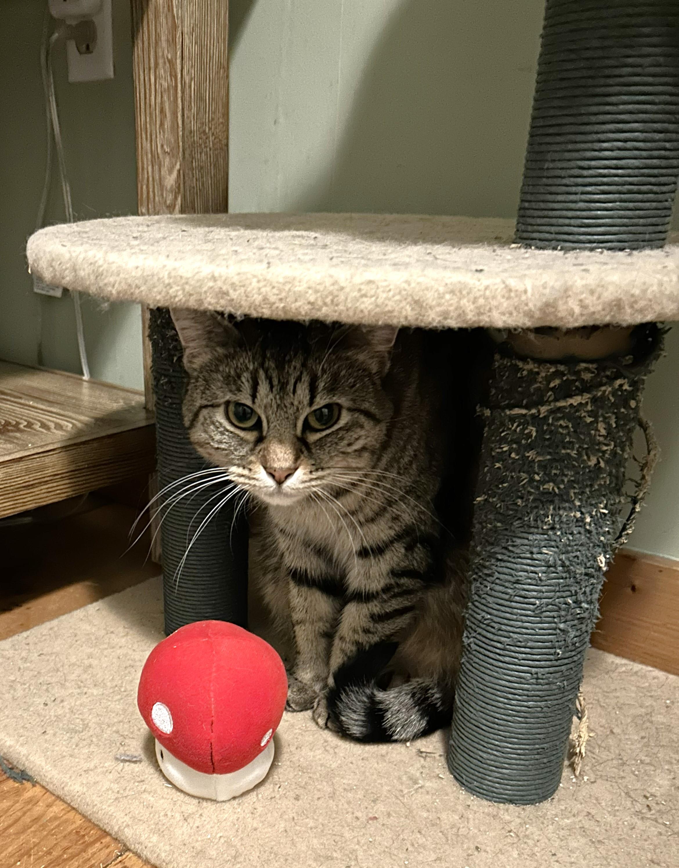 Enlarge Rachel and Rosie, a Adoptable American Shorthair in Bennington, VT image 3/3