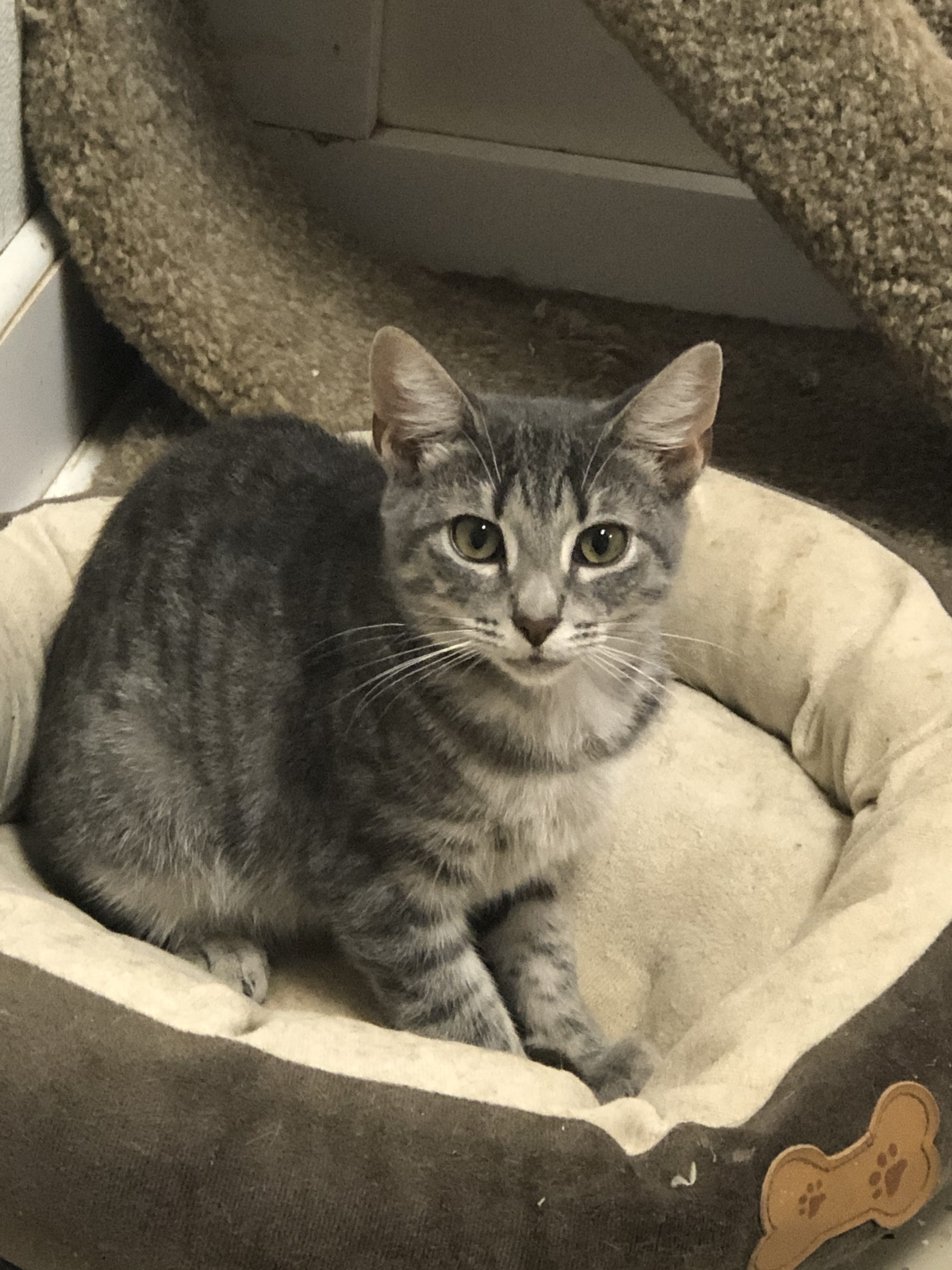 Trix, Adoptable, Adult Female Domestic Short Hair.