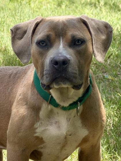Bark Twain, adopted, Young Male Pit Bull Terrier & American Staffordshire Terrier.