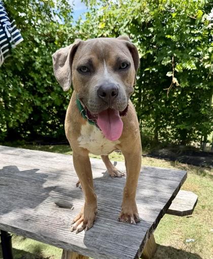 Bark Twain, an adopted mixed breed in Inverness, FL image 2/3