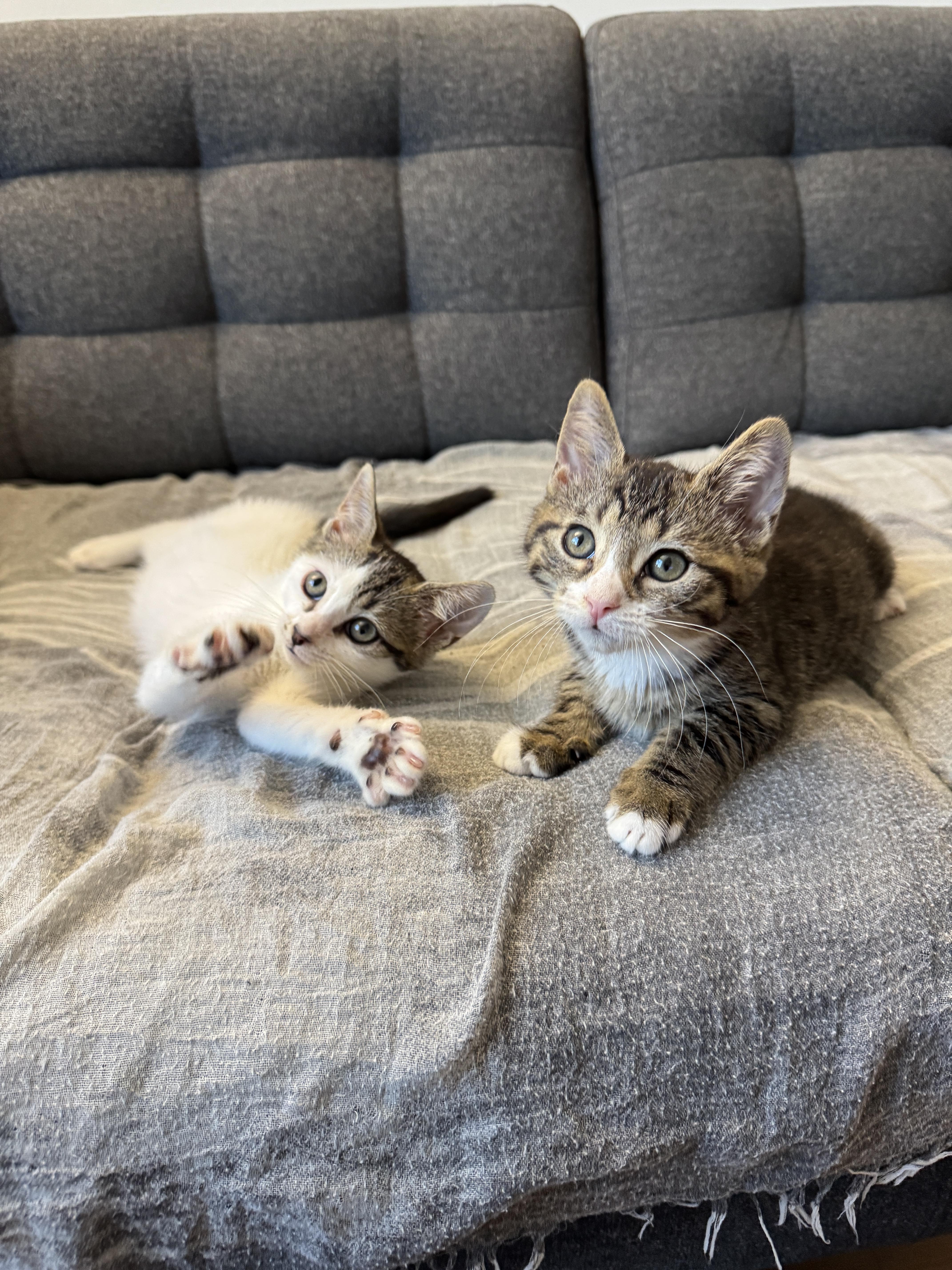 Cortado and Matcha Latte, Baby Female Domestic Short Hair