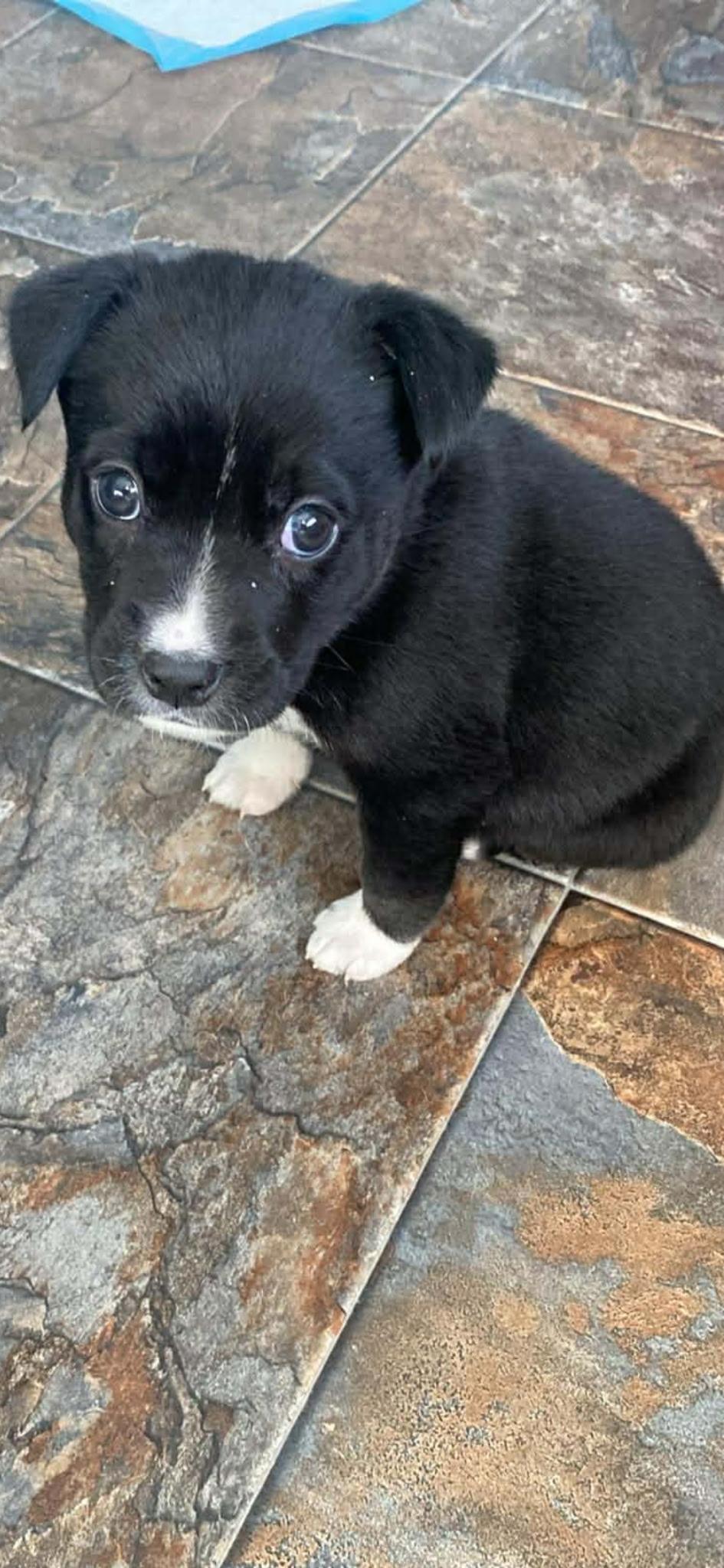 Jazzy, adoptable, Puppy Female Border Collie.