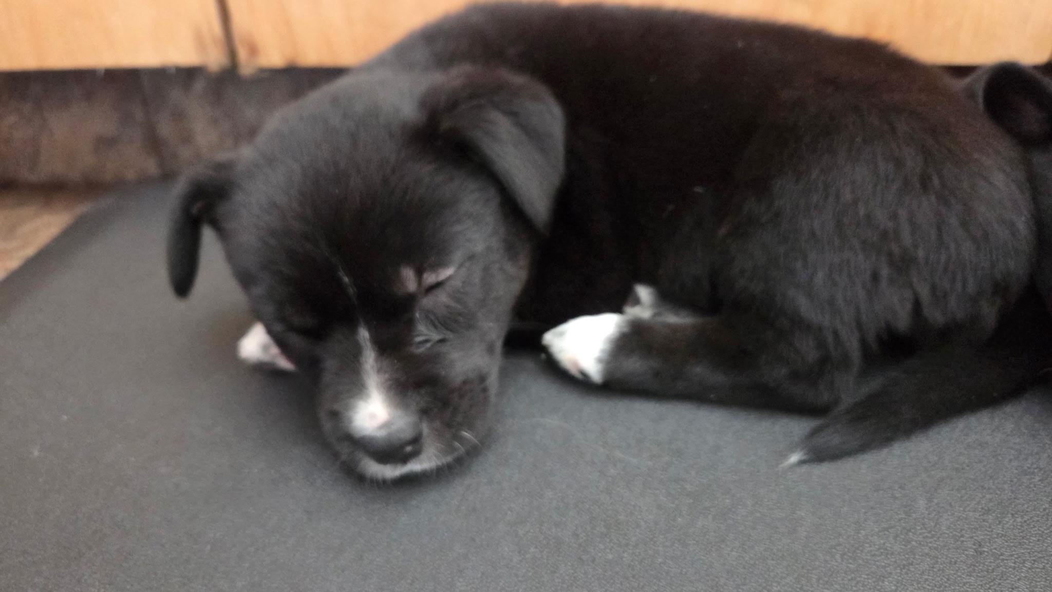 Enlarge Jazzy, an adoptable mixed breed in Winnipeg, MB image 3/4