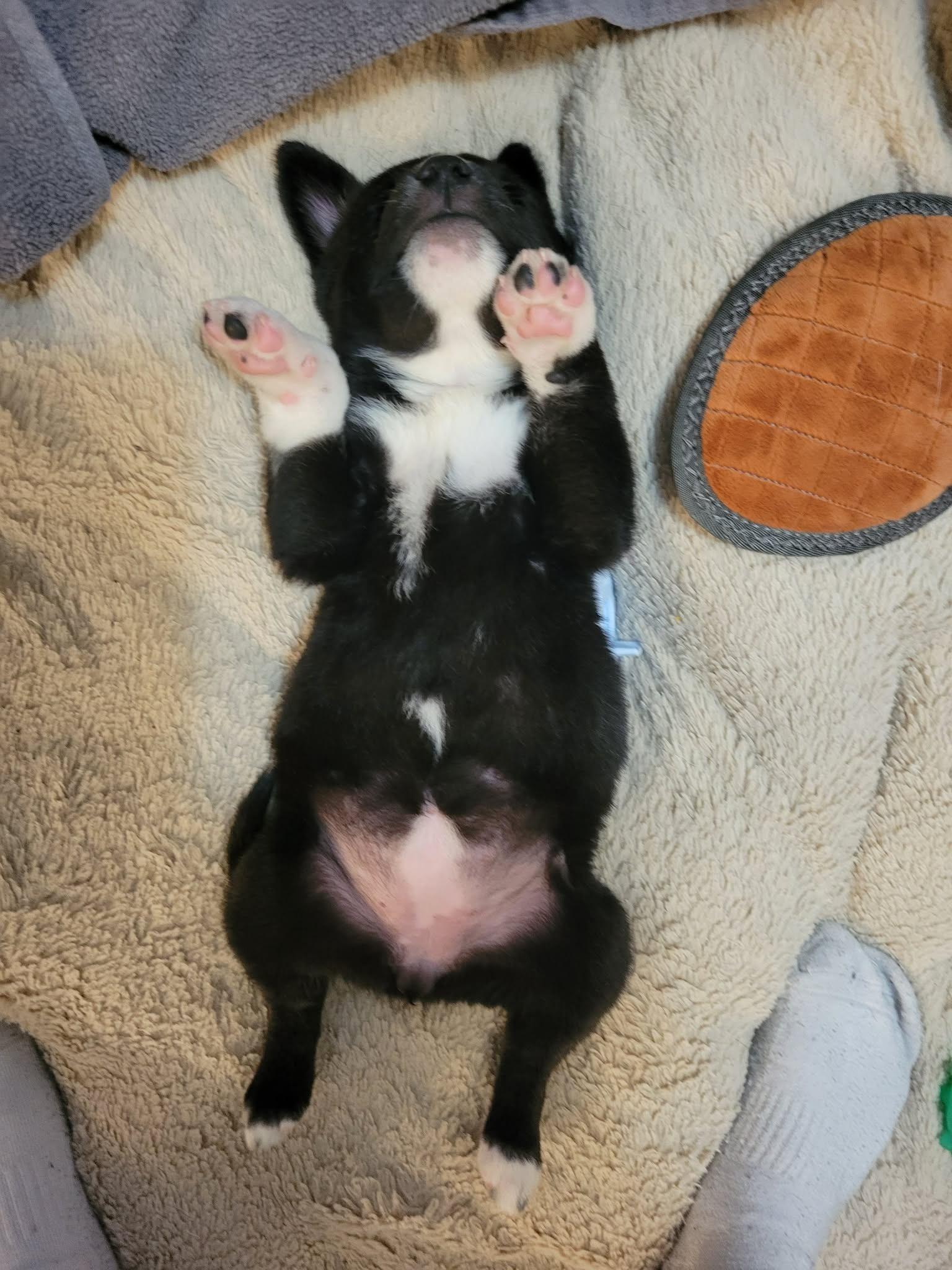 Enlarge Jazzy, an adoptable mixed breed in Winnipeg, MB image 4/4