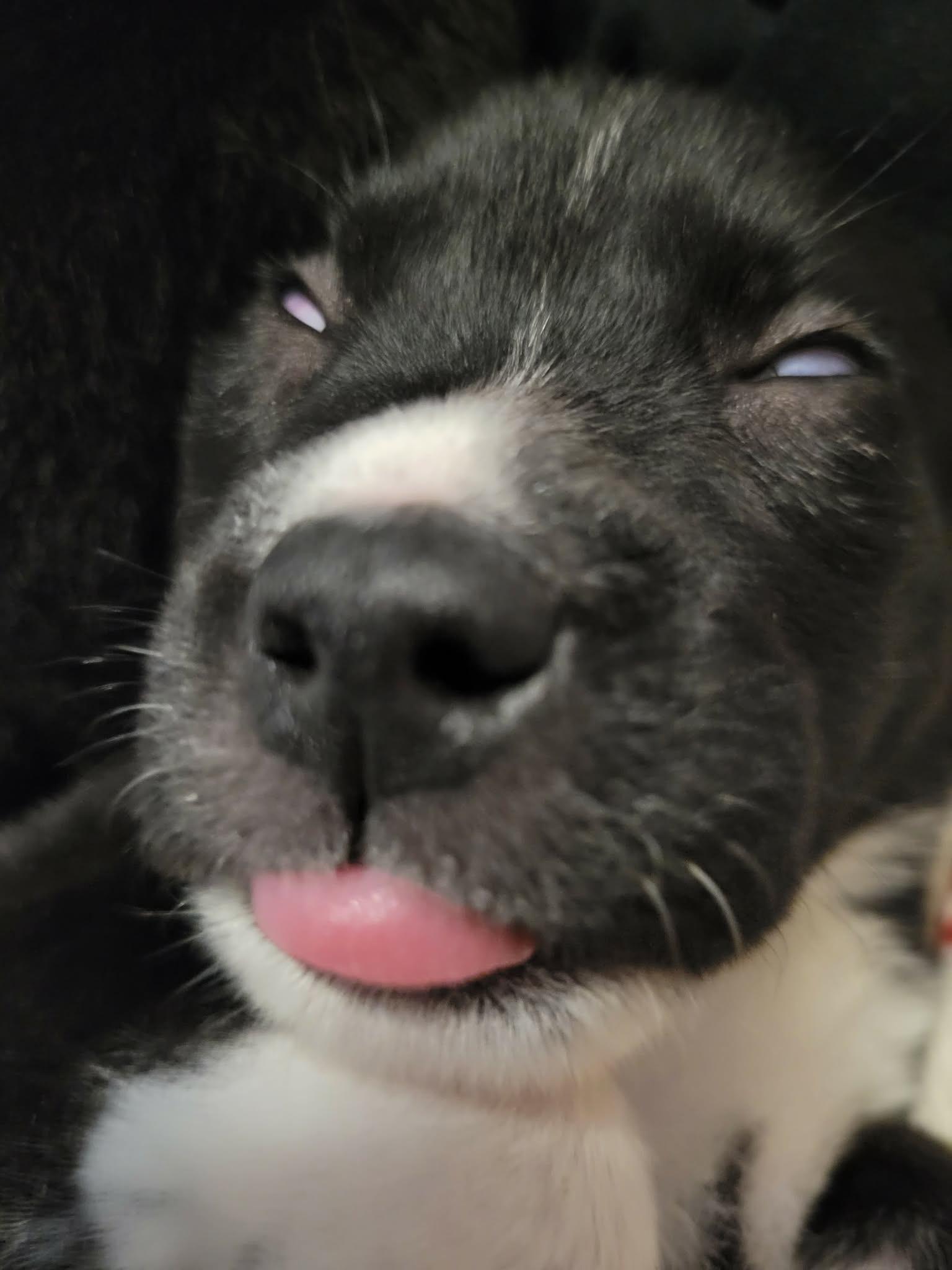 Enlarge Jazzy, an adoptable mixed breed in Winnipeg, MB image 2/4