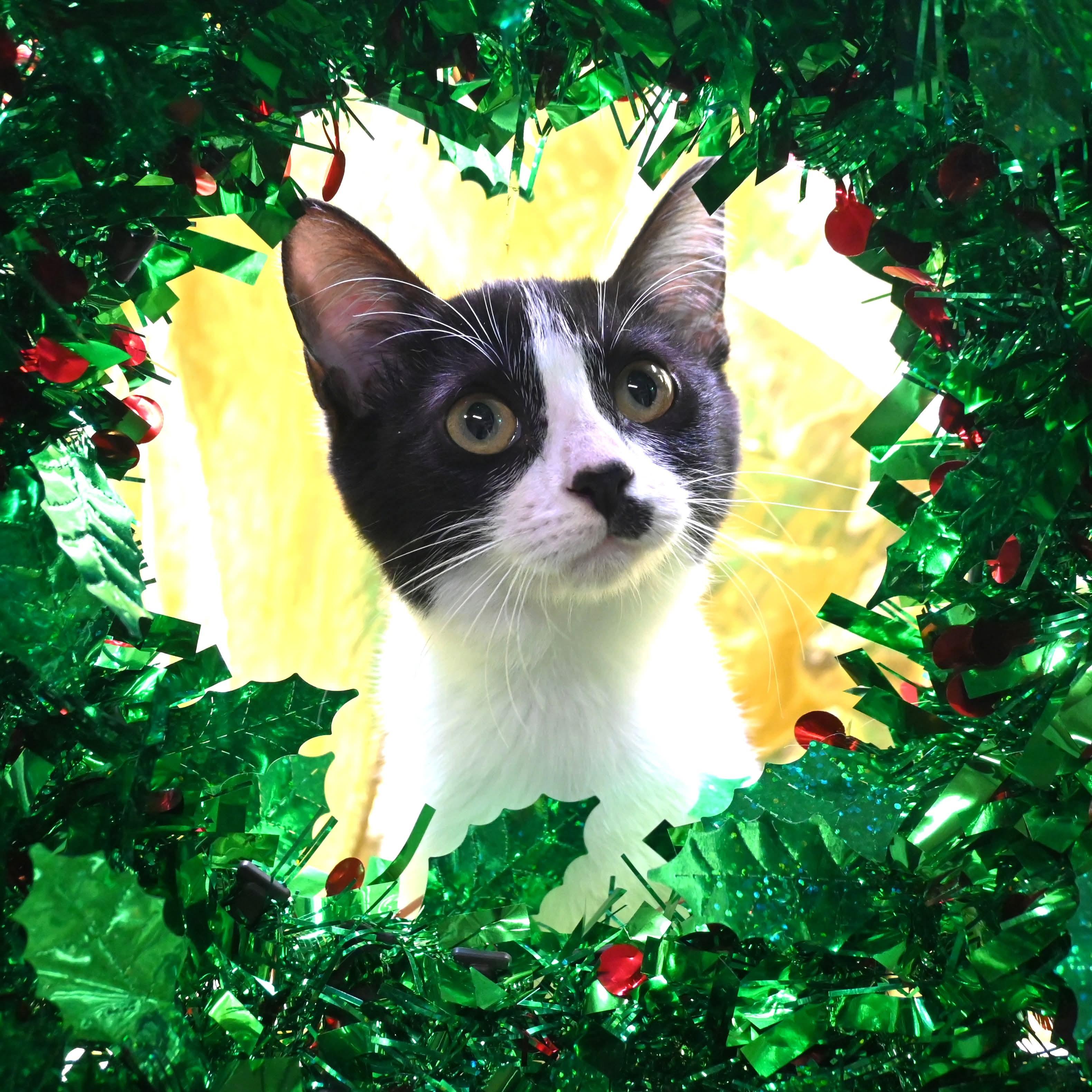 Peggy Sue, ADOPTABLE, Kitten Female Domestic Short Hair.