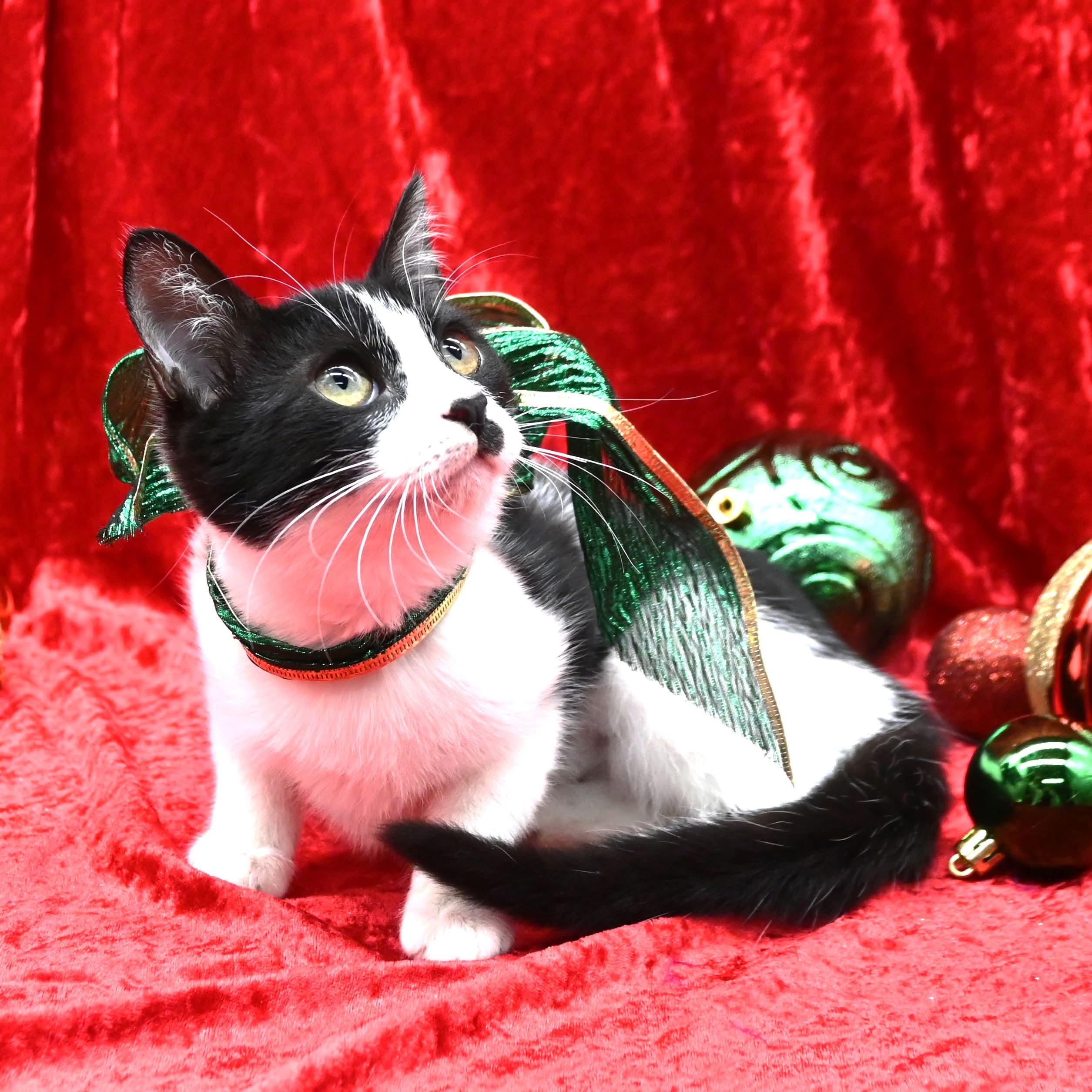 Peggy Sue, a ADOPTABLE mixed breed in Farmington, CT image 2/6