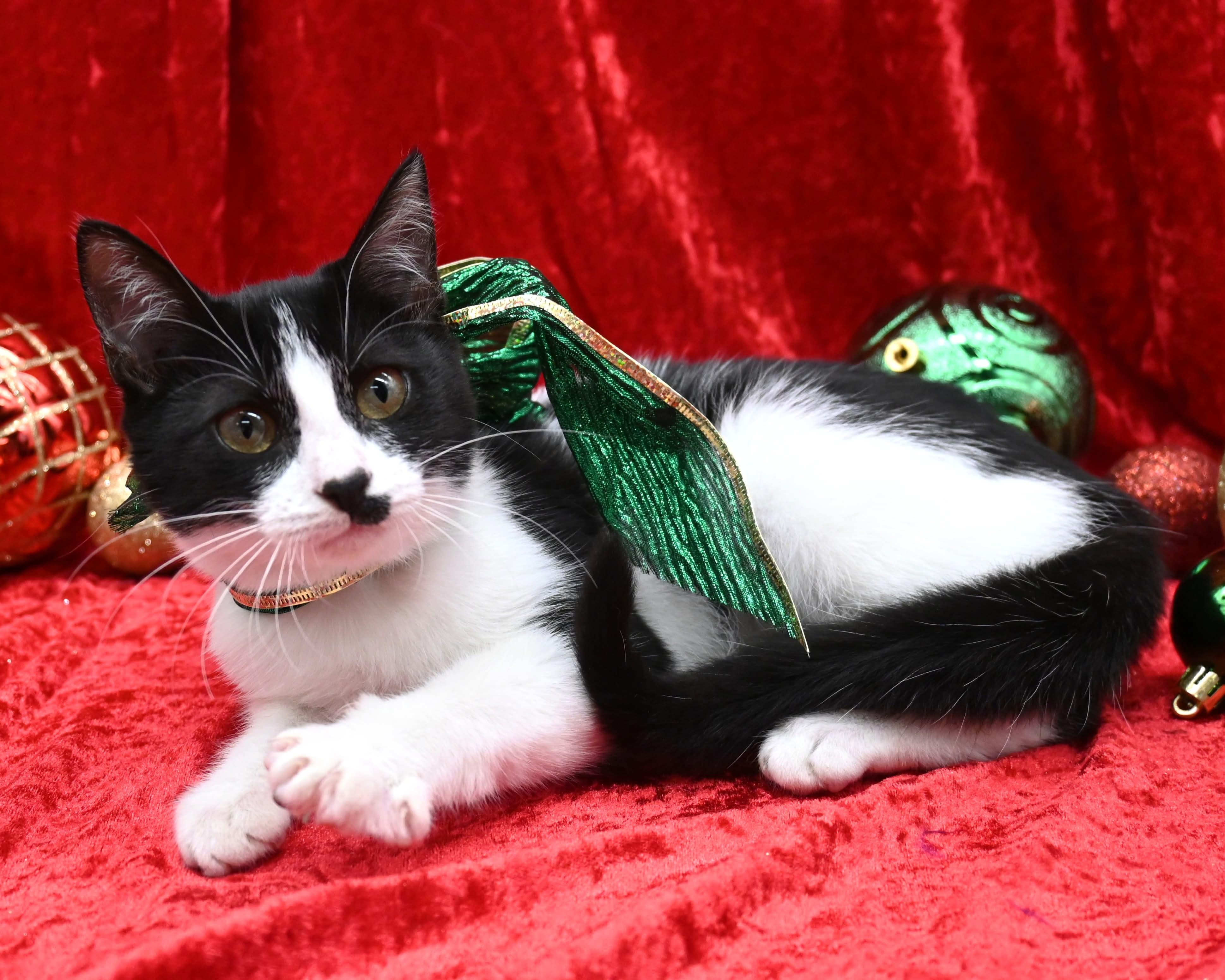 Peggy Sue, a ADOPTABLE mixed breed in Farmington, CT image 5/6