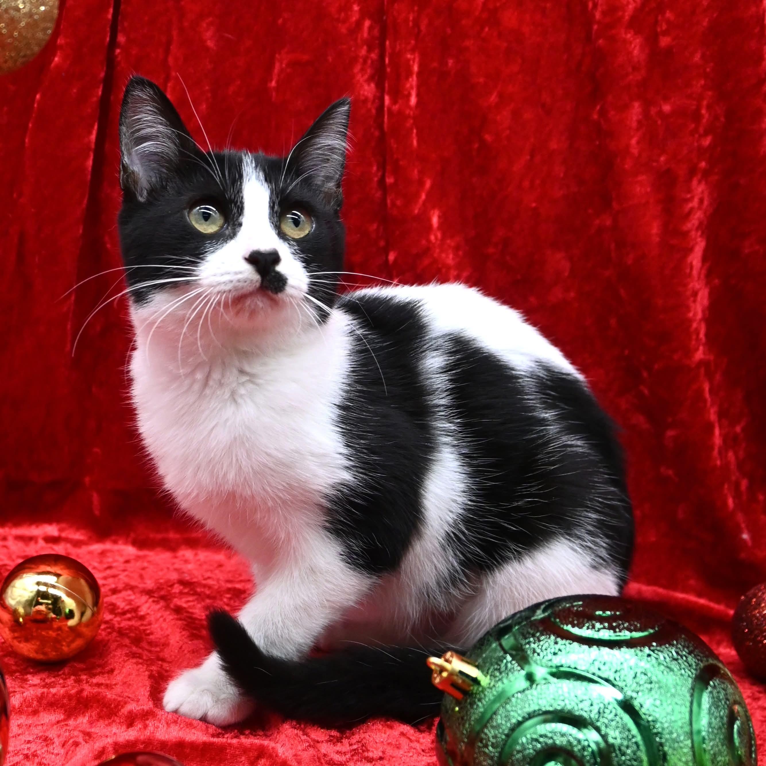 Peggy Sue, a ADOPTABLE mixed breed in Farmington, CT image 6/6