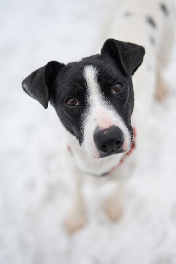 Tackle, Adoptable, Young Male Pit Bull Terrier & Pointer.