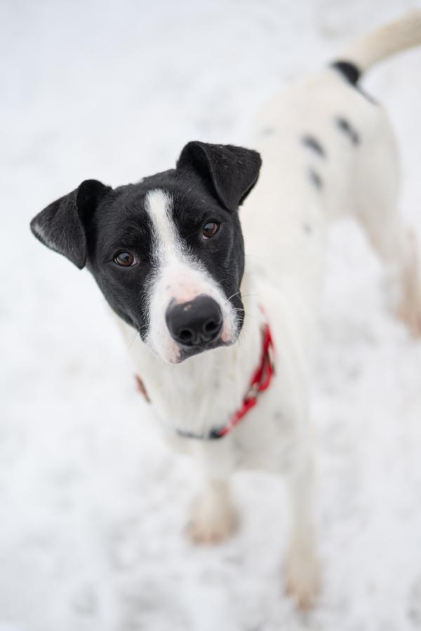 Enlarge Tackle, a Adoptable mixed breed in Stratham, NH image 2/2