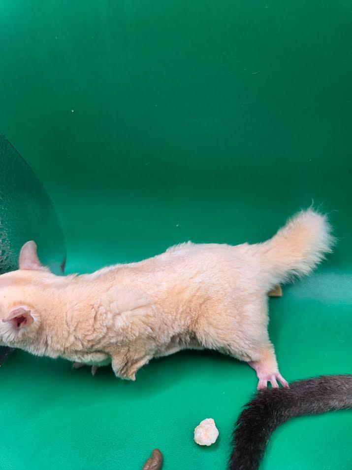 Enlarge Juliet & Irenka, an adopted Sugar Glider in South Elgin, IL image 3/3