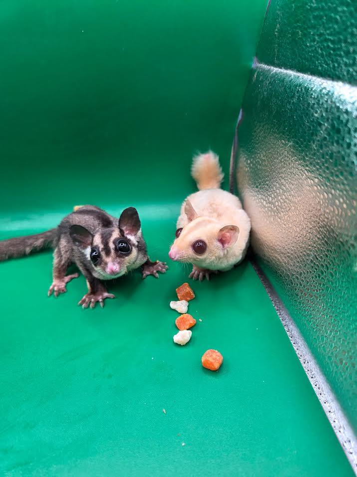 Enlarge Juliet & Irenka, an adopted Sugar Glider in South Elgin, IL image 2/3
