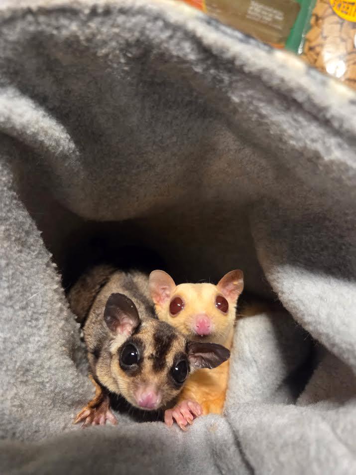 Enlarge Juliet & Irenka, an adopted Sugar Glider in South Elgin, IL image 1/3