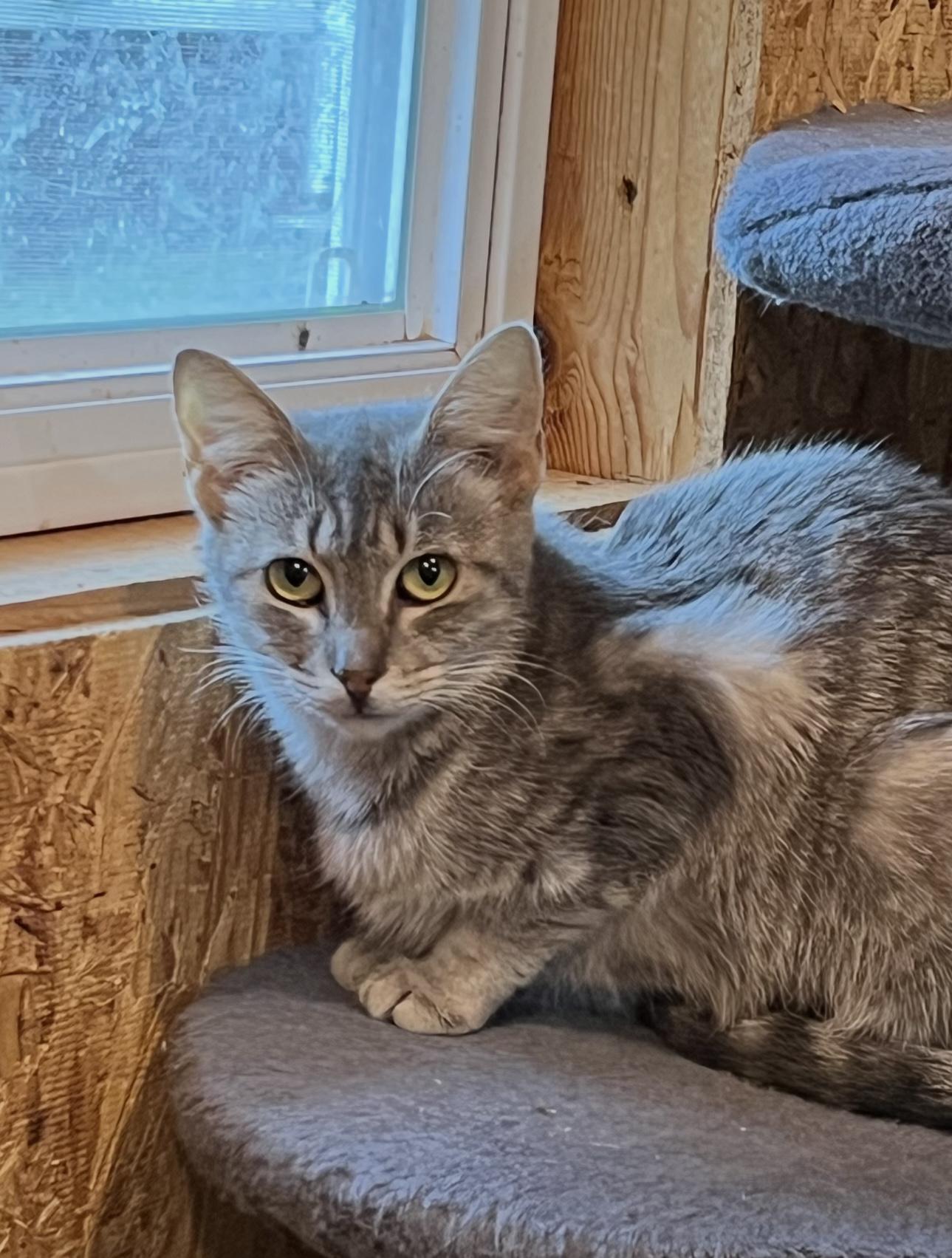Brenda, Adoptable, Young Female Domestic Short Hair.
