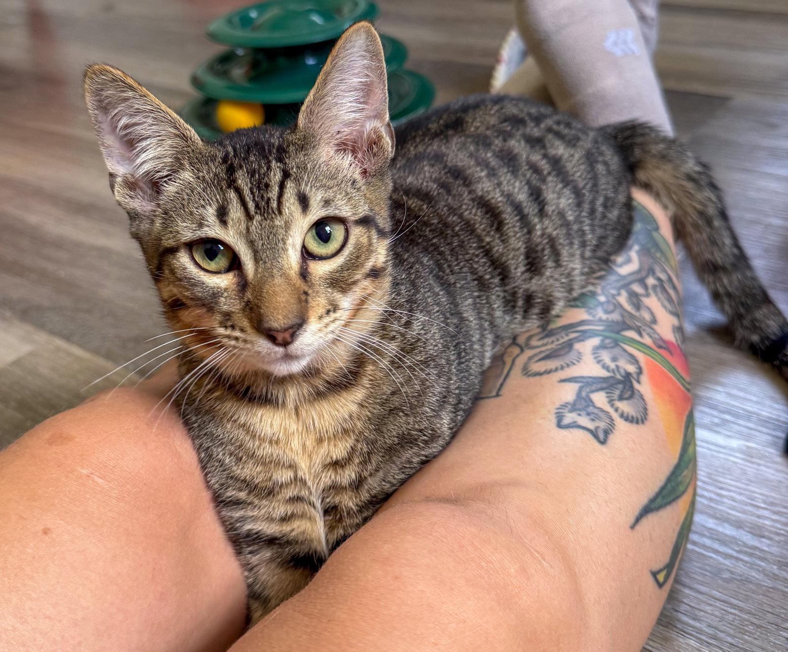 Phoenix, Adoptable, Kitten Male Domestic Short Hair & Tabby.