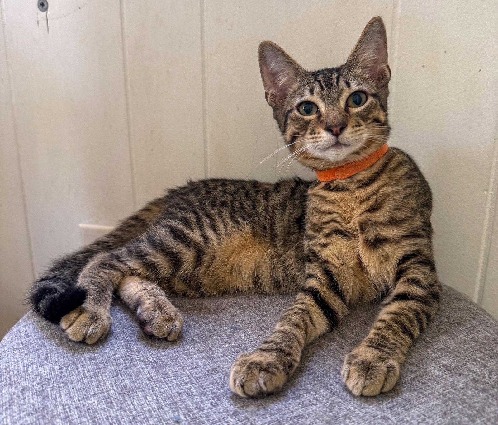 Enlarge Phoenix, a Adoptable mixed breed in Lighthouse Point, FL image 2/3