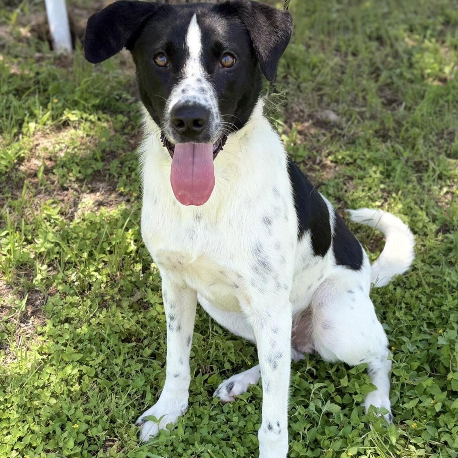 Cooper, a ADOPTABLE mixed breed in Boston, MA image 4/5