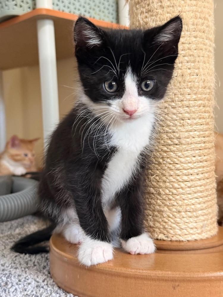 Enlarge Biscuit Ott, a Adoptable mixed breed in Poplar Grove, IL image 1/6