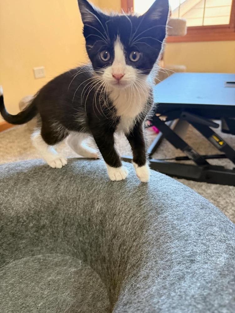 Enlarge Biscuit Ott, a Adoptable mixed breed in Poplar Grove, IL image 6/6