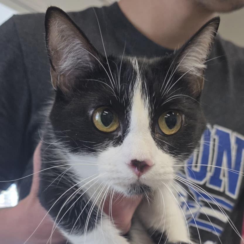 Magpie, Adoptable, Young Female Domestic Short Hair.