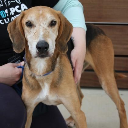 Enlarge Gumby, a Adoptable mixed breed in Richmond, VA image 1/2