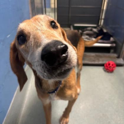 Enlarge Gumby, a Adoptable mixed breed in Richmond, VA image 2/2