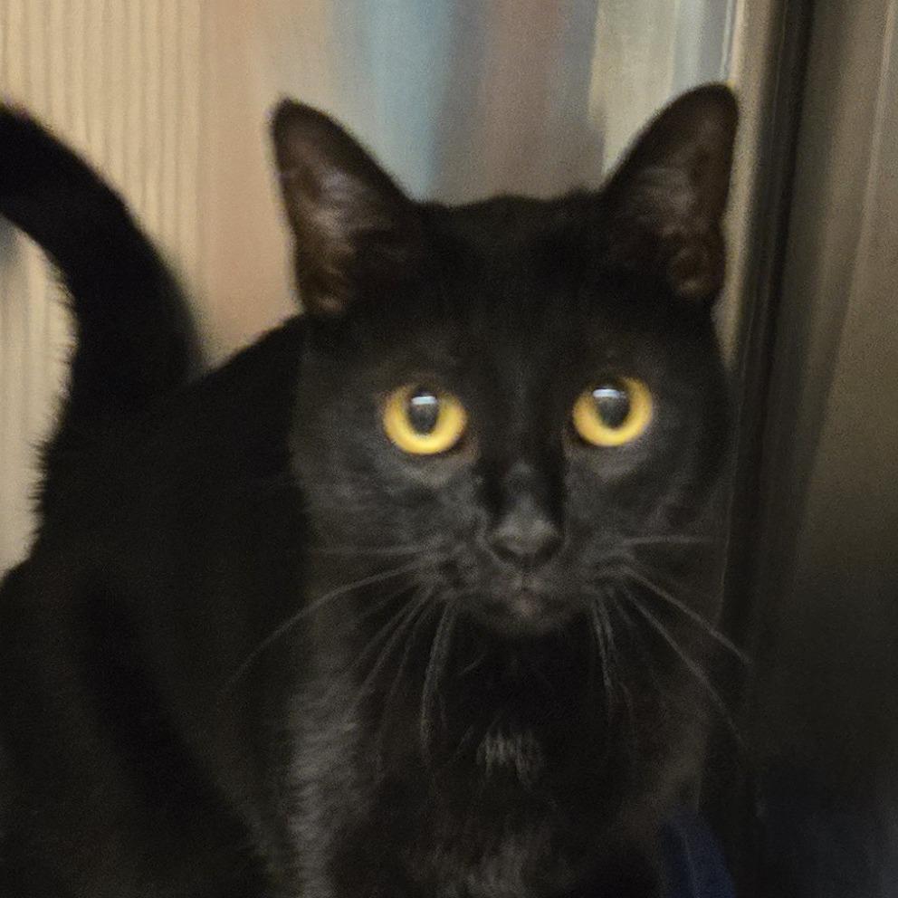 Willow, Adoptable, Adult Female Domestic Short Hair.