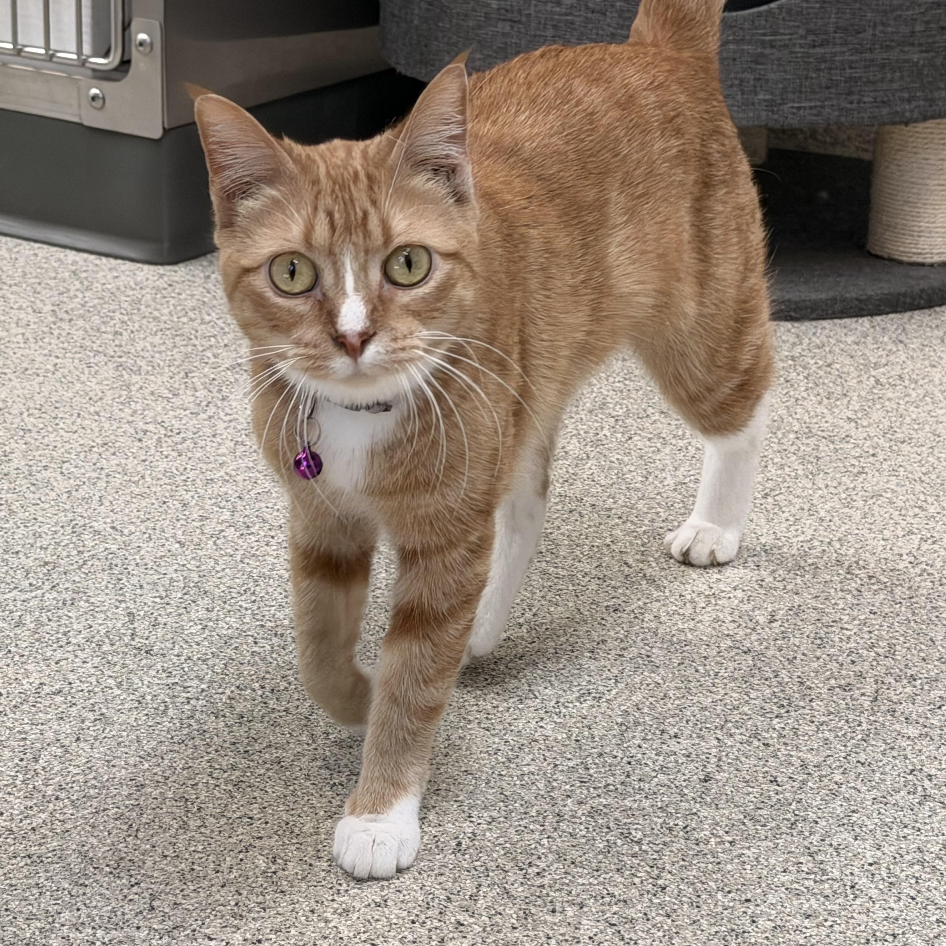 Chloe, ADOPTABLE, Young Female Domestic Short Hair.