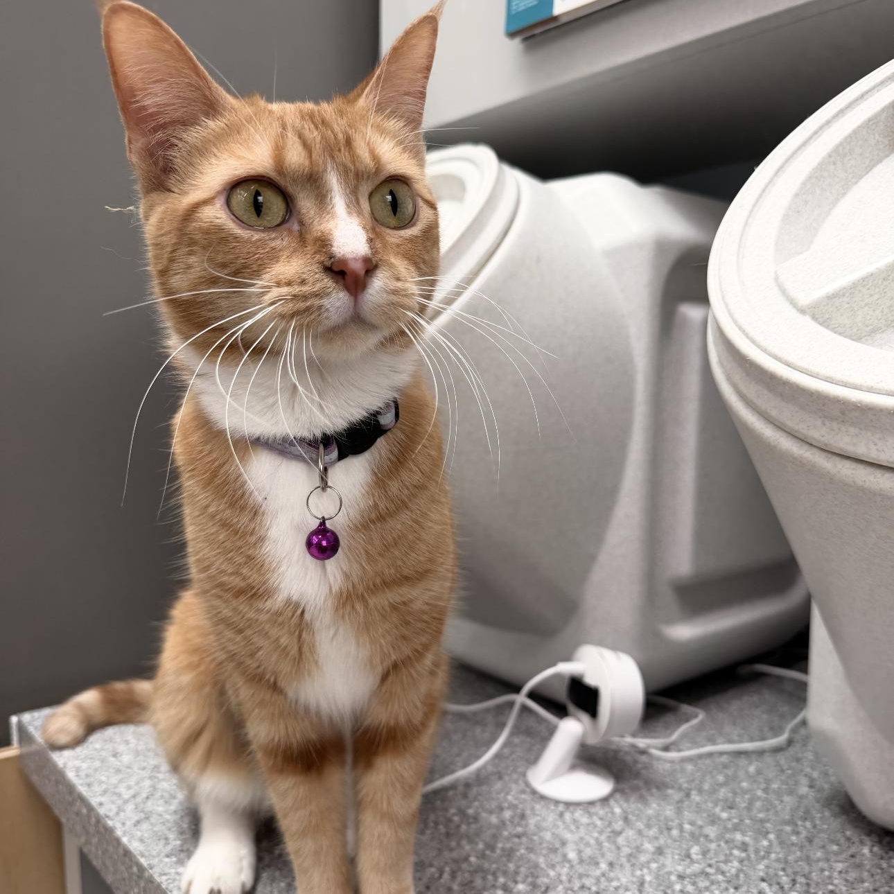 Enlarge Chloe, a Adoptable Domestic Short Hair in Charlestown, RI image 2/4