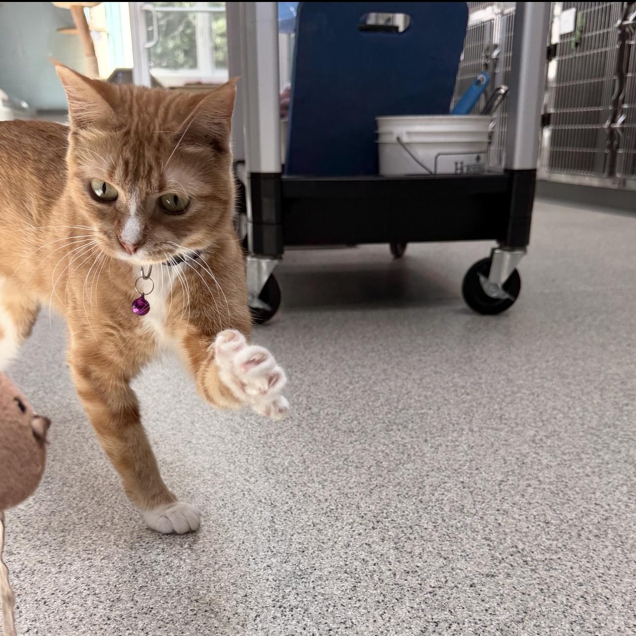 Enlarge Chloe, a Adoptable Domestic Short Hair in Charlestown, RI image 3/4