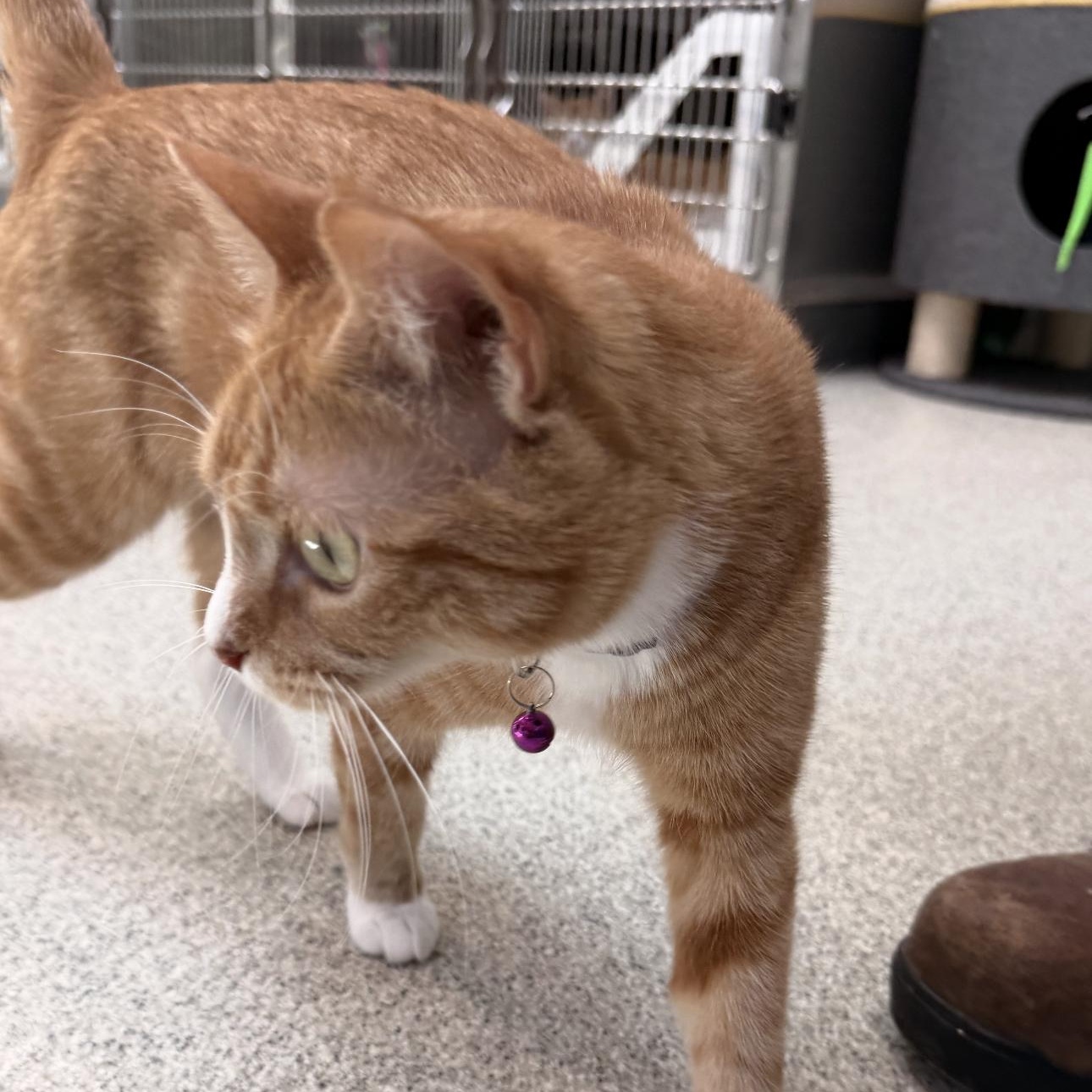 Enlarge Chloe, a Adoptable Domestic Short Hair in Charlestown, RI image 4/4