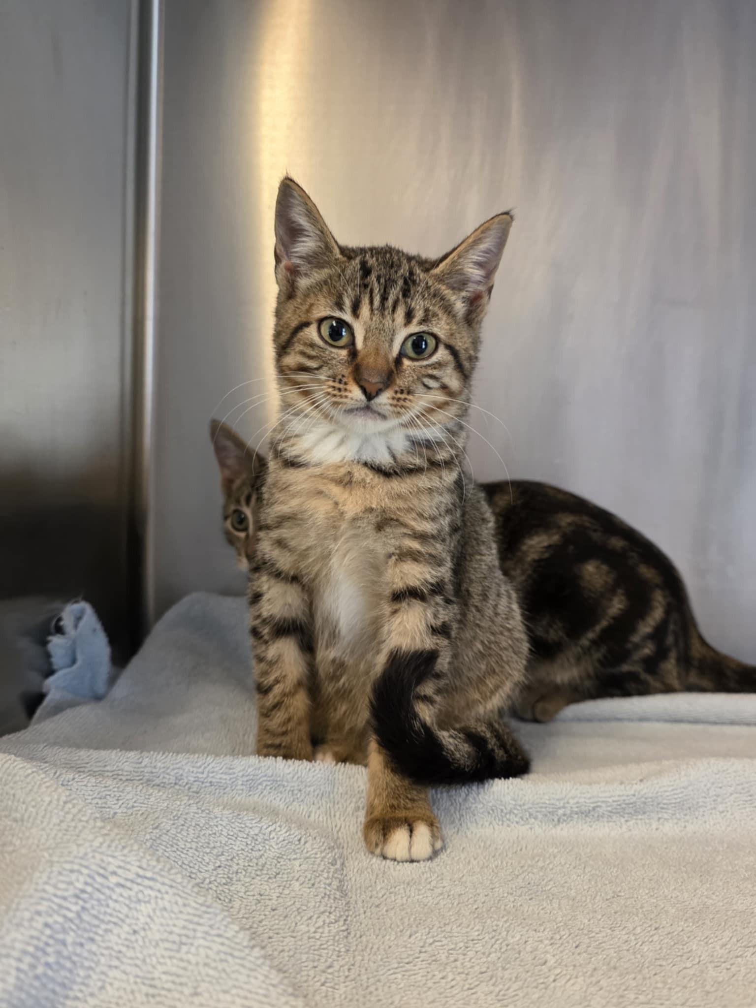 Bugz, Adoptable, Kitten Female Domestic Short Hair.