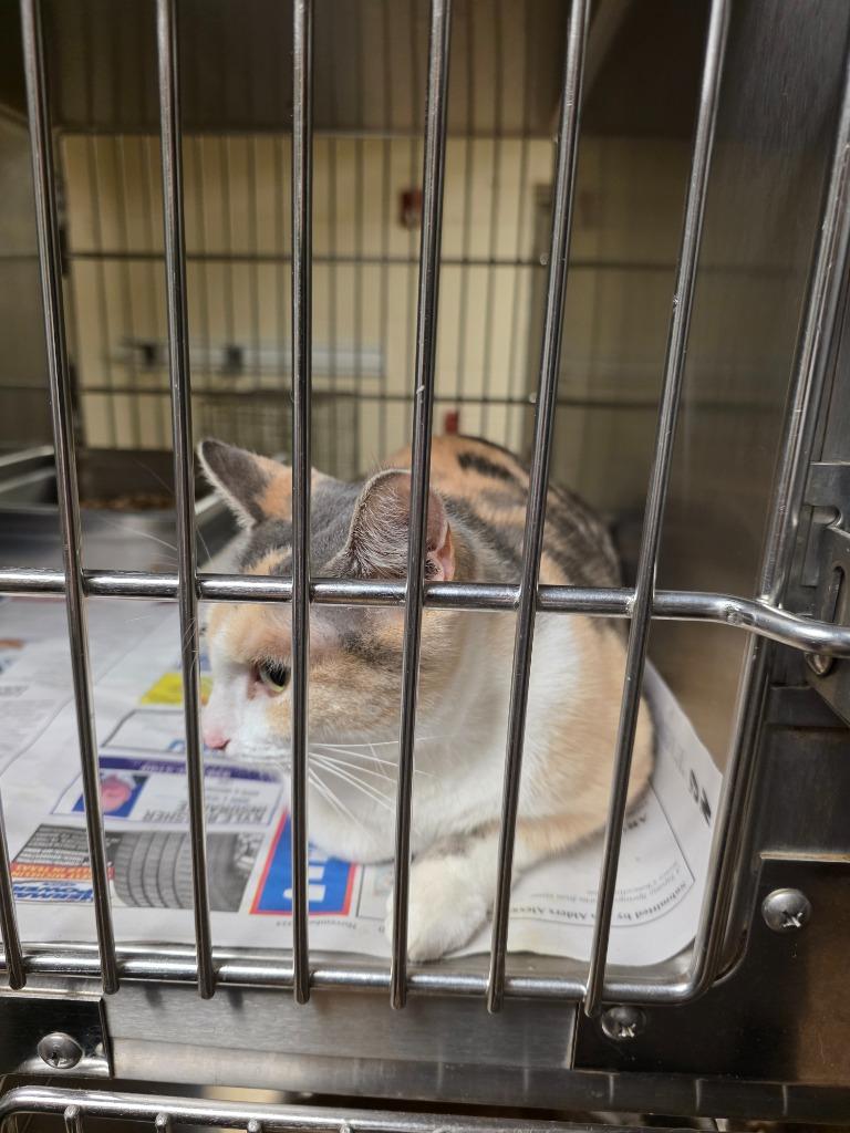 Double Wide, Adoptable, Young Female Calico.