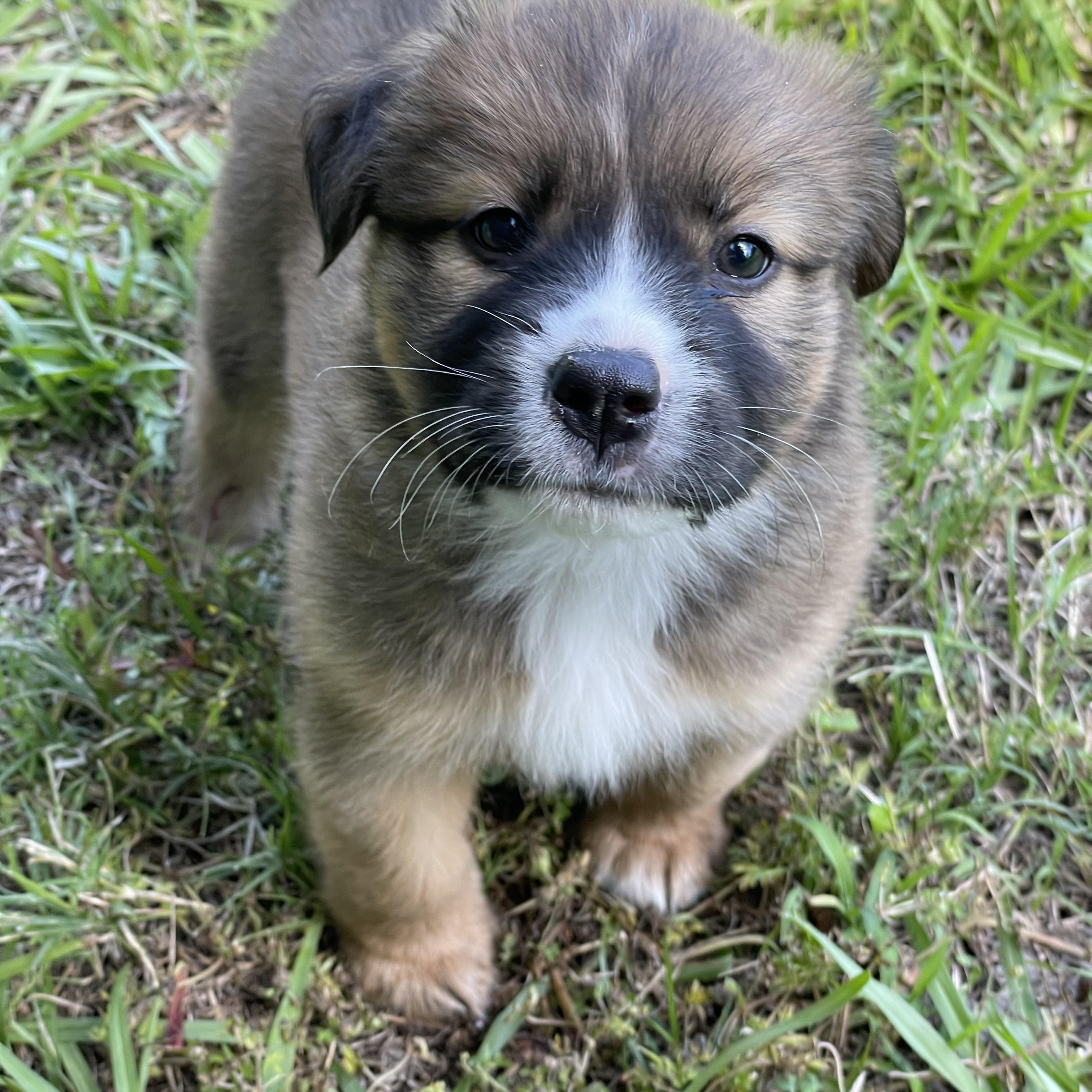 Maggie is adopted, a ADOPTABLE mixed breed in Fairfield, ME image 2/5