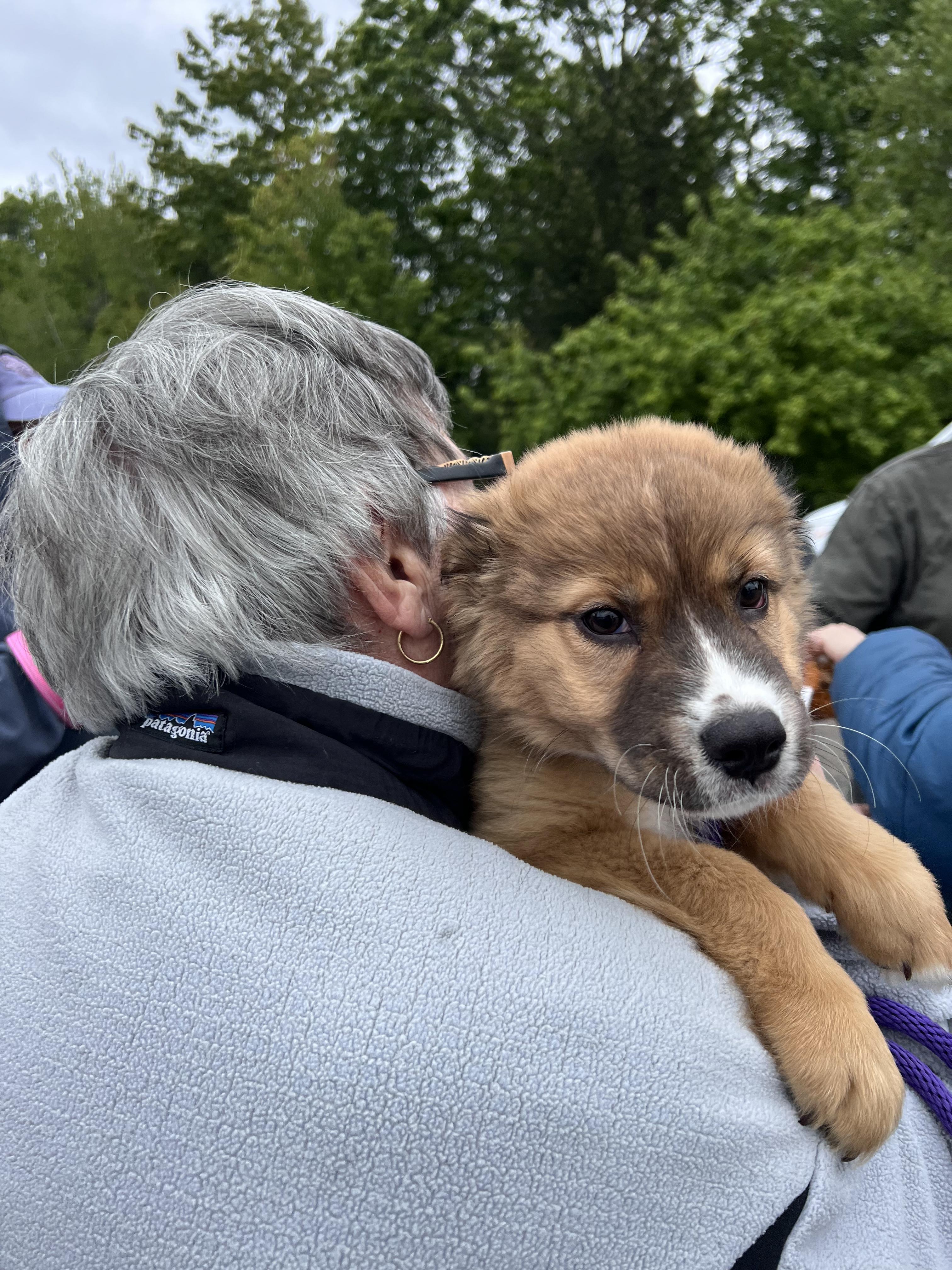 Maggie is adopted, a ADOPTABLE mixed breed in Fairfield, ME image 1/5